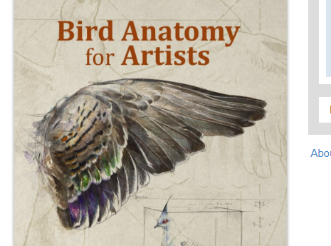 Bird Anatomy for Artists - Natalia Balo PDF Download