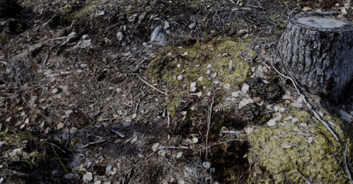 Unreal Engine Forest Floor