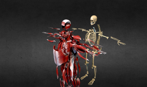 SketchFab Muscles & Bones Anatomy Body Crack Download