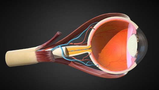 SketchFab Eye Anatomy Model Crack Download