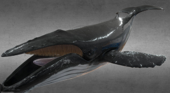 SketchFab Humpback Whale Model Crack Download