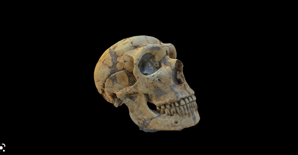 SketchFab Neanderthal Skull Model Crack Download