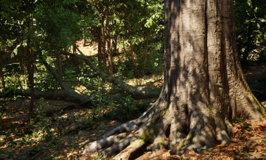 Unreal Engine 5 MW Broadleaf Trees Forest Biome FREE Download