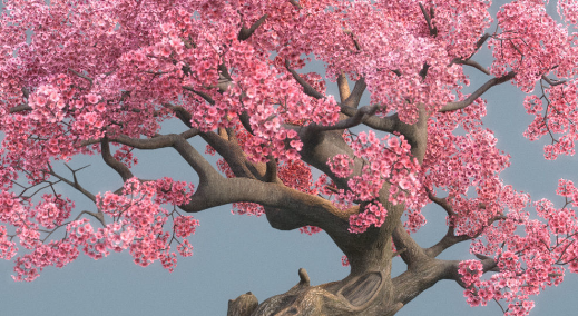 CGTrader Ancient Cherry Blossoms Low Poly 3D Model FREE Download