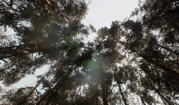 UnrealEngine 5.1 - Pine Forest - Photogrammetry Biomes Crack Download