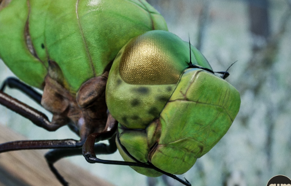 UnrealEngine – Animalia – Green Darner Dragonfly Crack Download