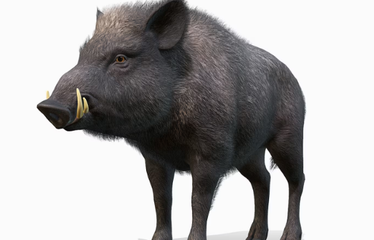 Unreal Engine 5.3 - Wild Boar - Male Crack Download