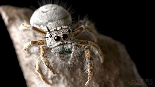 Gnomon Workshop - Modeling and Rendering a Realistic Jumping Spider Complete Course FREE 2024 Fast Download